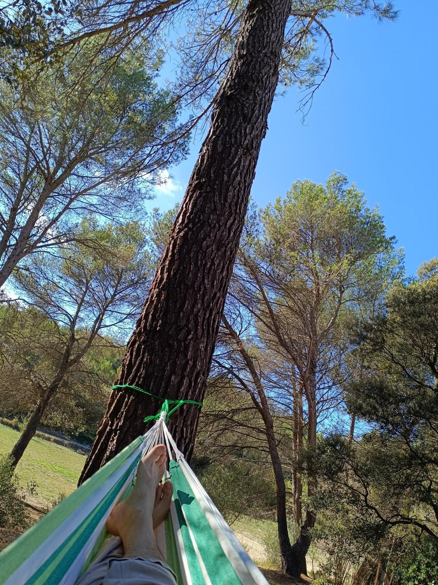 Ecrin De Nature Sous Les Pins